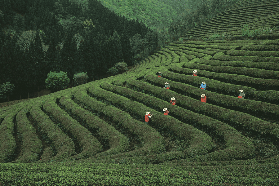 Transforming Food Systems Starts From Within: A New Era of Conscious Leadership