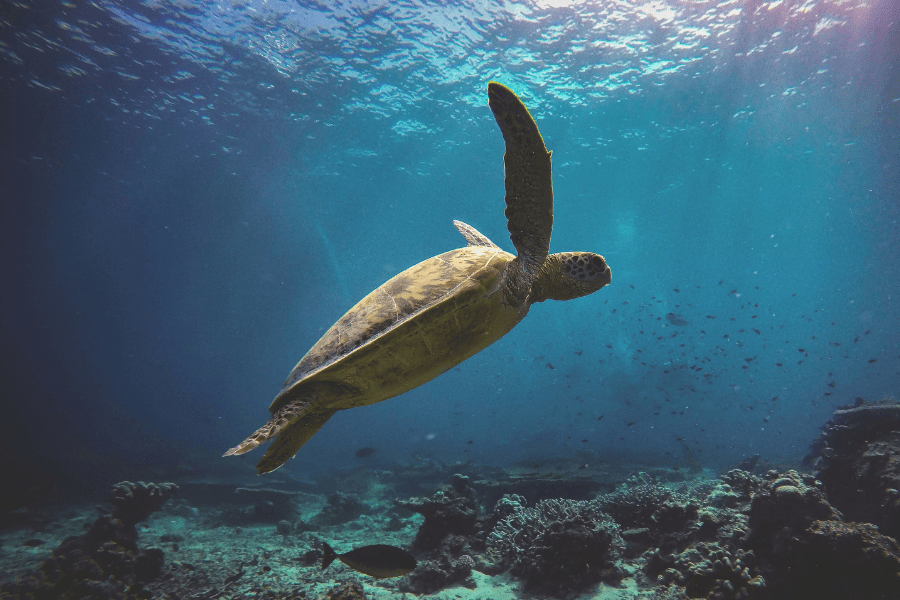World Oceans Day: How communications drives ocean action